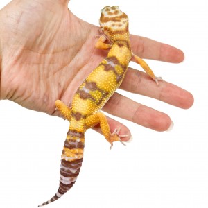 Eublepharis macularius...