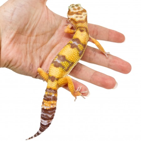 Eublepharis macularius "Tremper albinos" - Gecko léopard