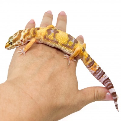 Eublepharis macularius "Tremper albinos" - Gecko léopard