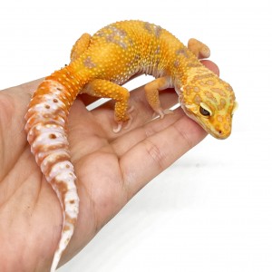 Eublepharis macularius...