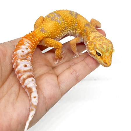 Eublepharis macularius "Sunglow" - Gecko léopard