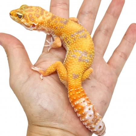 Eublepharis macularius "Sunglow" - Gecko léopard