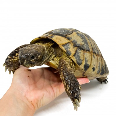 Testudo hermanni boettgeri - MÂLE ADULTE - Tortue d'Hermann