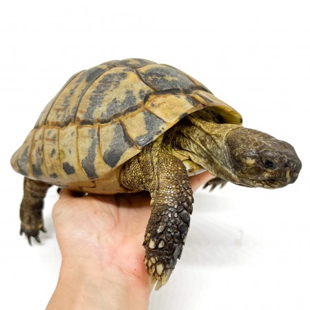 Testudo hermanni boettgeri - MÂLE ADULTE - Tortue d'Hermann