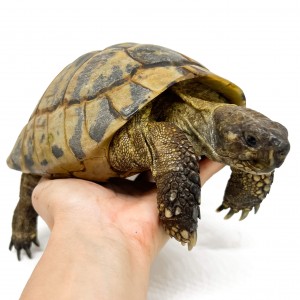 Testudo hermanni boettgeri...