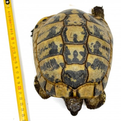Testudo hermanni boettgeri - MÂLE ADULTE - Tortue d'Hermann