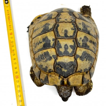 Testudo hermanni boettgeri - MÂLE ADULTE - Tortue d'Hermann