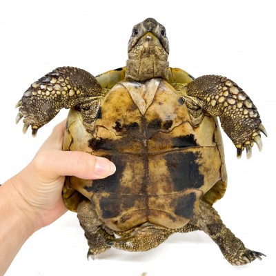 Testudo hermanni boettgeri - MÂLE ADULTE - Tortue d'Hermann