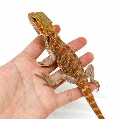 Pogona vitticeps "Sandfire" - Agame barbu