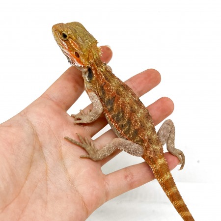 Pogona vitticeps "Sandfire" - Agame barbu