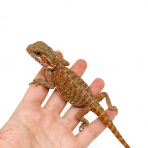 Pogona vitticeps "Sandfire"...