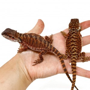 Pogona vitticeps "Red...