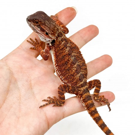 Pogona vitticeps "Red Monster" - Agame barbu