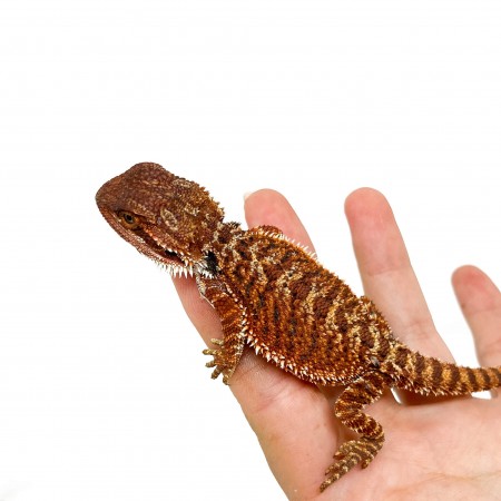 Pogona vitticeps "Red Monster" - Agame barbu