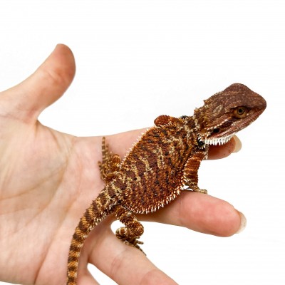 Pogona vitticeps "Red Monster" - Agame barbu