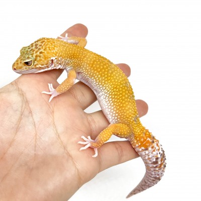 Eublepharis macularius "Sunglow" - Gecko léopard