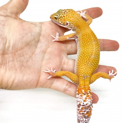 Eublepharis macularius "Sunglow" - Gecko léopard