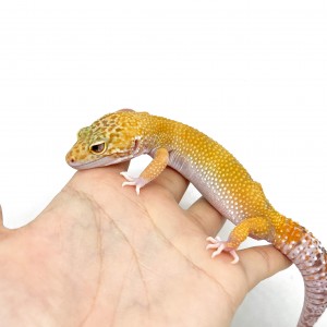 Eublepharis macularius...