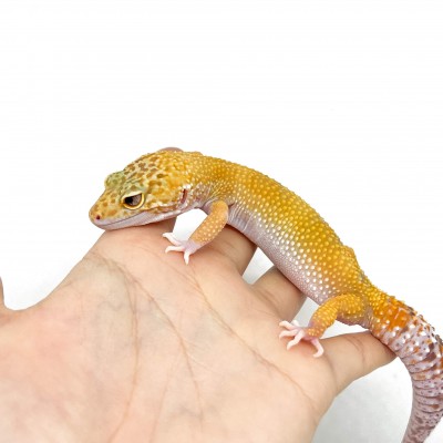 Eublepharis macularius "Sunglow" - Gecko léopard