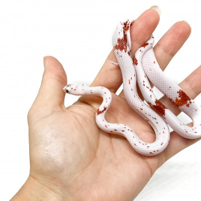 Pantherophis guttatus "Palmetto" - Serpent des blés