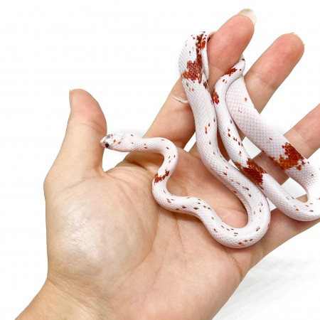 Pantherophis guttatus "Palmetto" - Serpent des blés