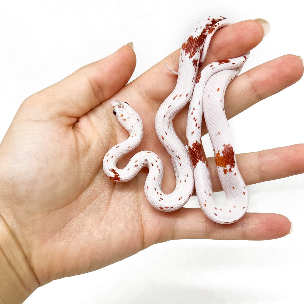 Pantherophis guttatus "Palmetto" - Serpent des blés