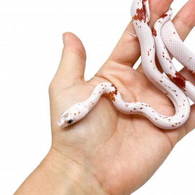 Pantherophis guttatus "Palmetto" SPECIMEN D'EXCEPTION - Serpent des blés