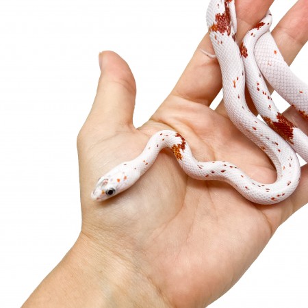 Pantherophis guttatus "Palmetto" - Serpent des blés