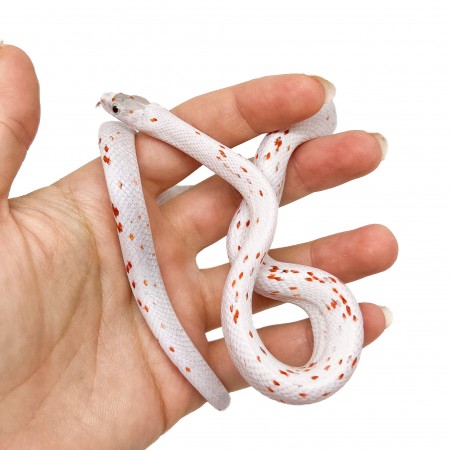 Pantherophis guttatus "Palmetto het Scaleless" - Serpent des blés