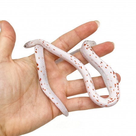 Pantherophis guttatus "Palmetto het Scaleless" - Serpent des blés