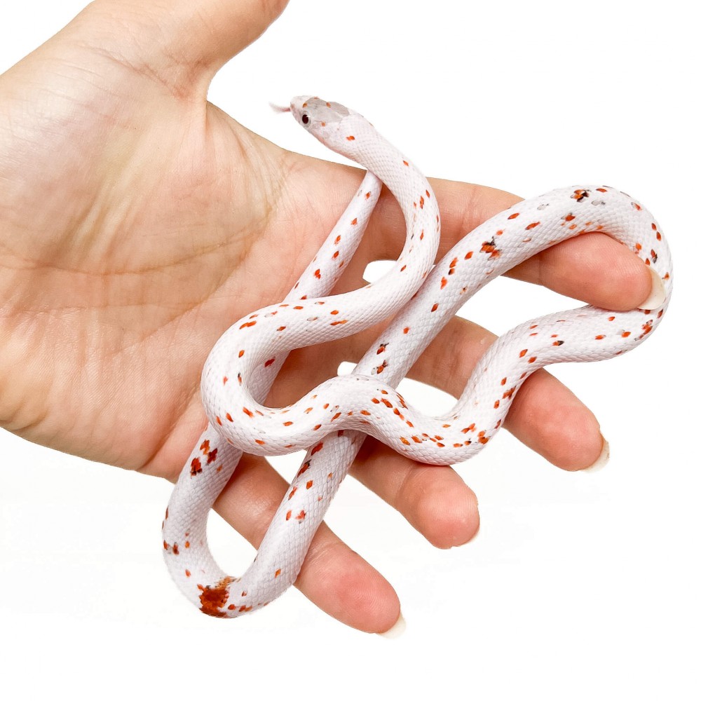 Pantherophis guttatus "Palmetto het Scaleless" - Serpent des blés