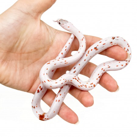 Pantherophis guttatus "Palmetto het Scaleless" - Serpent des blés