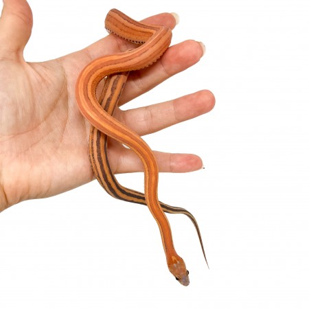 Pantherophis guttatus "Scaleless ligné" - Serpent des blés