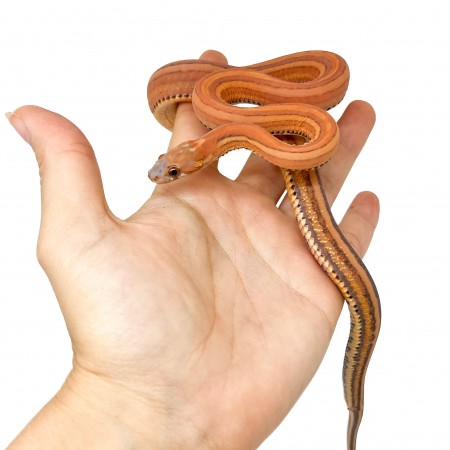 Pantherophis guttatus "Scaleless ligné" - Serpent des blés
