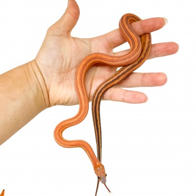Pantherophis guttatus "Scaleless ligné" - Serpent des blés