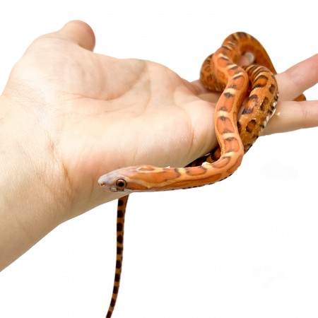 Pantherophis guttatus "Scaleless" - Serpent des blés