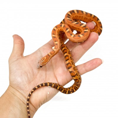 Pantherophis guttatus "Scaleless" - Serpent des blés