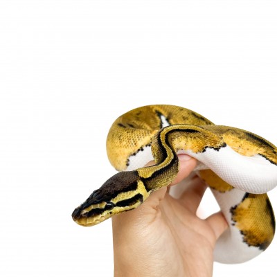 Python regius "Pastel Piebald" - Python royal