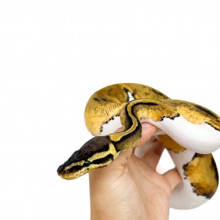 Python regius "Pastel Piebald" - Python royal