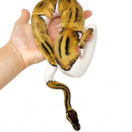 Python regius "Pastel Piebald" - Python royal
