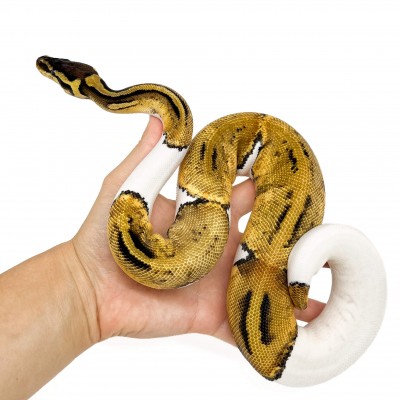 Python regius "Pastel Piebald" - Python royal