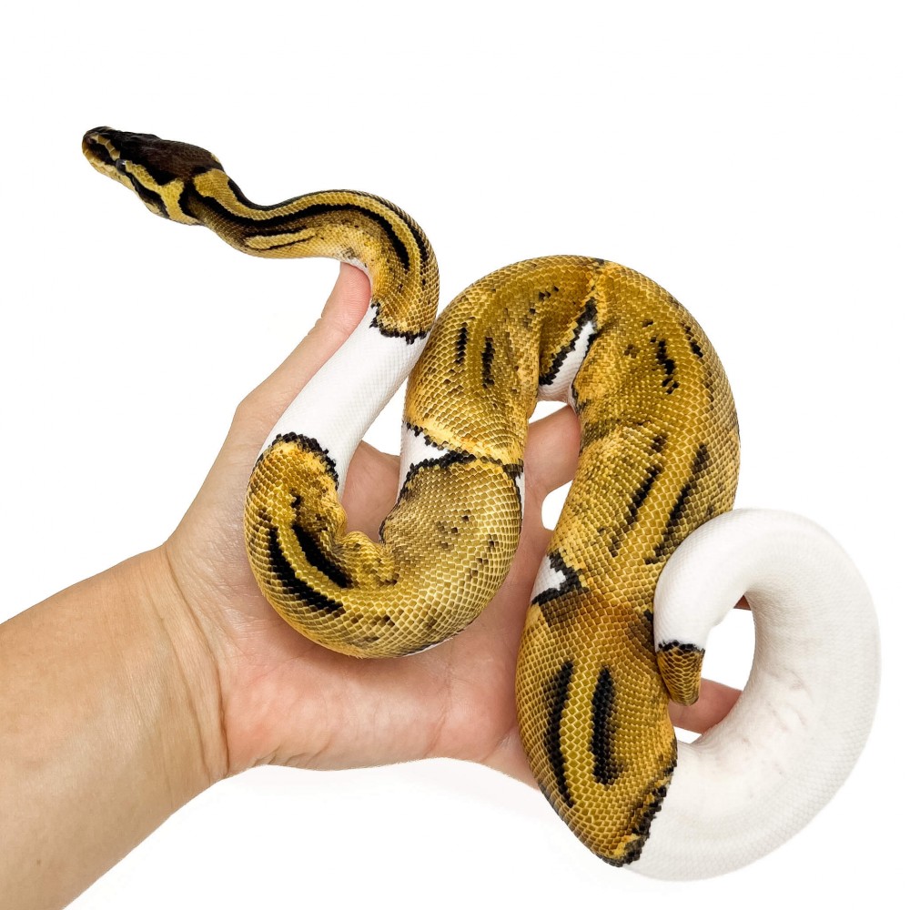 Python regius "Pastel Piebald" - Python royal