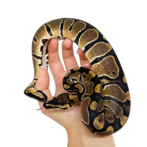 Python regius - Python royal
