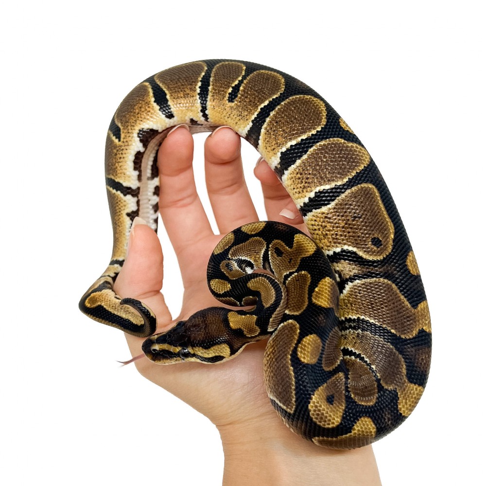 Python regius - Python royal