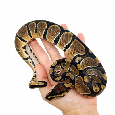 Python regius - Python royal