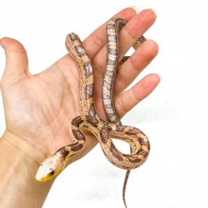 Pantherophis obsoletus...