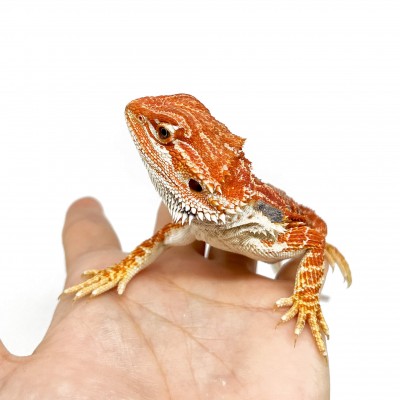 Pogona vitticeps "Super Extrem Red"- Agame Barbu