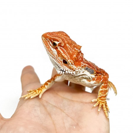 Pogona vitticeps "Super Extrem Red"- Agame Barbu