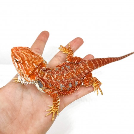 Pogona vitticeps "Super Extrem Red"- Agame Barbu
