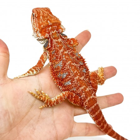 Pogona vitticeps "Super Extrem Red"- Agame Barbu